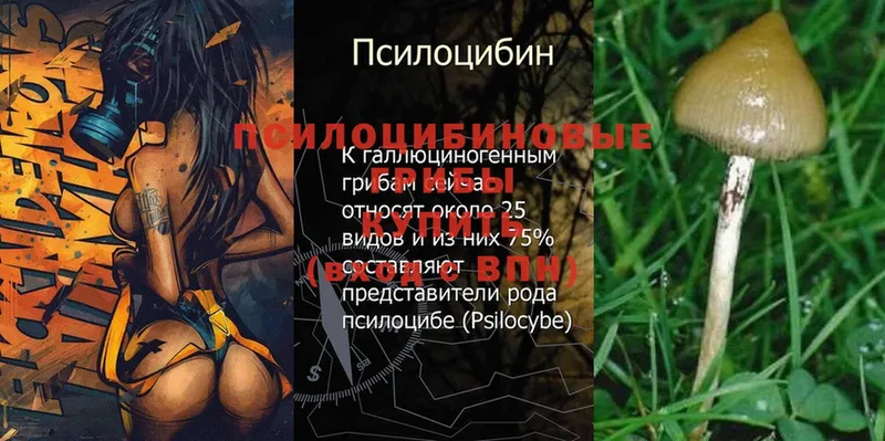 Псилоцибиновые грибы Psilocybe  Лесозаводск 